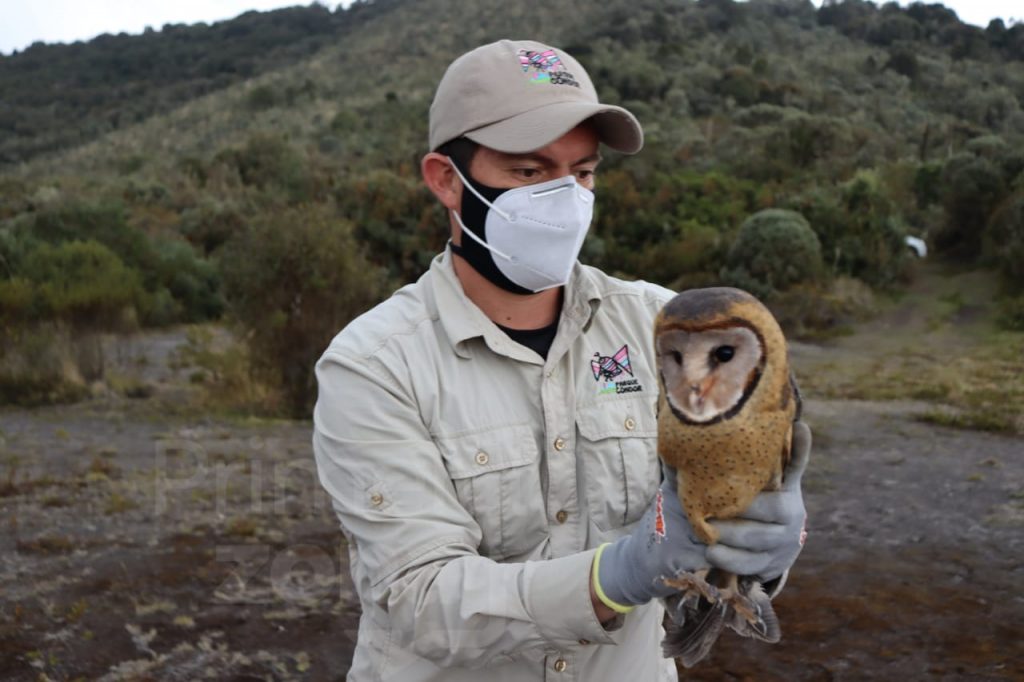 Aves fueron liberadas en Carchi