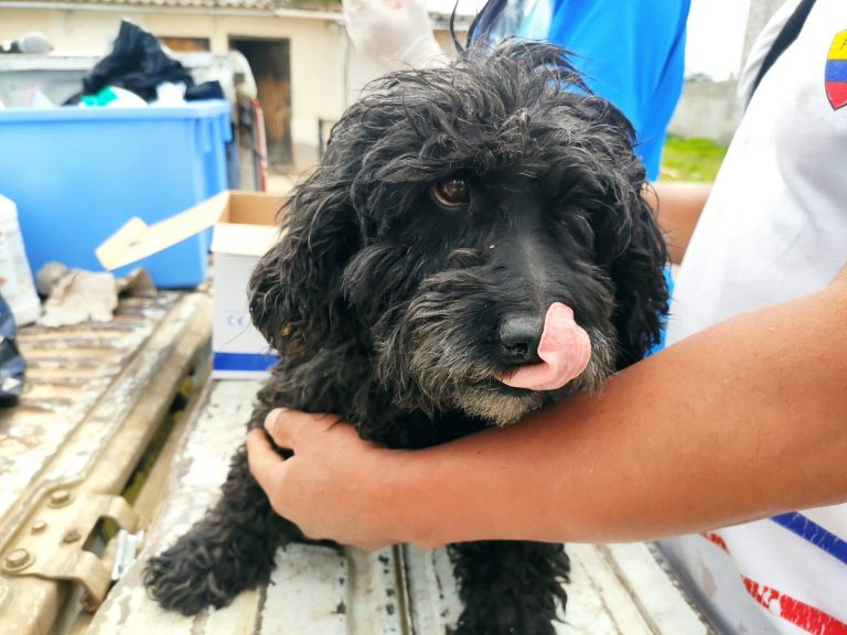 287 mascotas se benefician de atención veterinaria